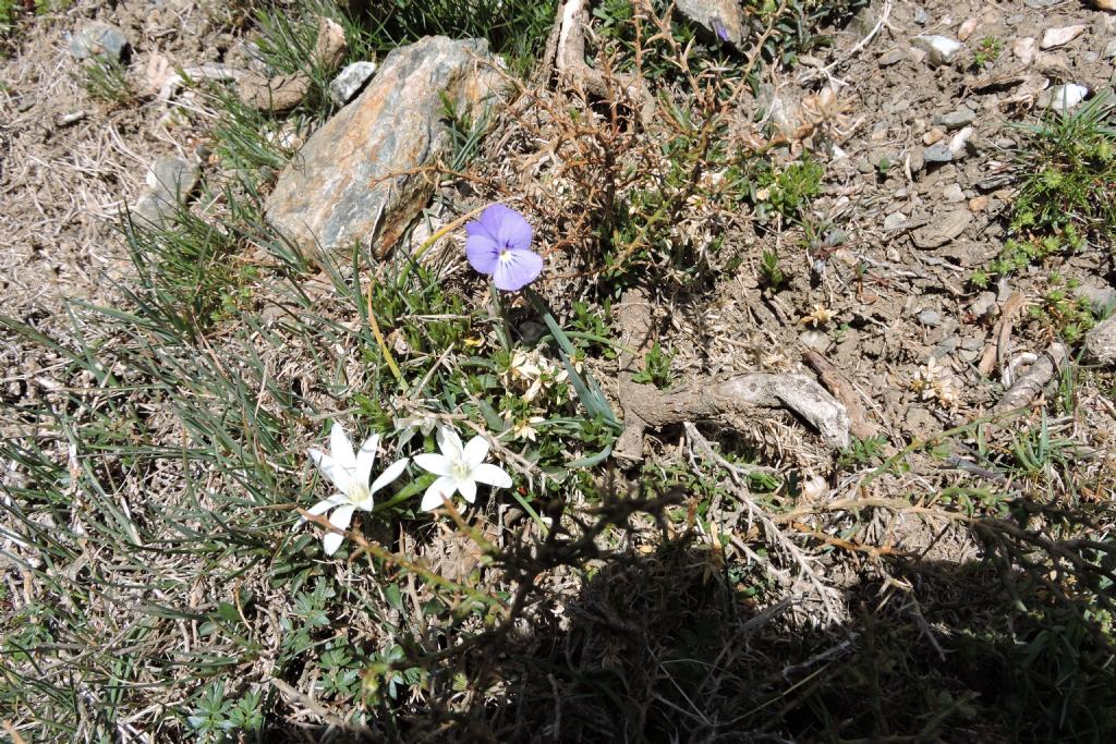Ancora Gennargentu - Viola corsica